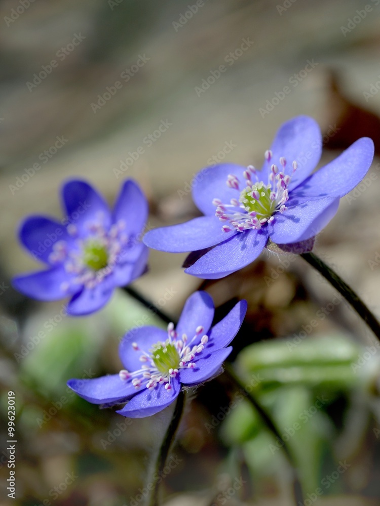 Leberblümchen, Hepatica blumen Leberblümchen, Hepatica blumen