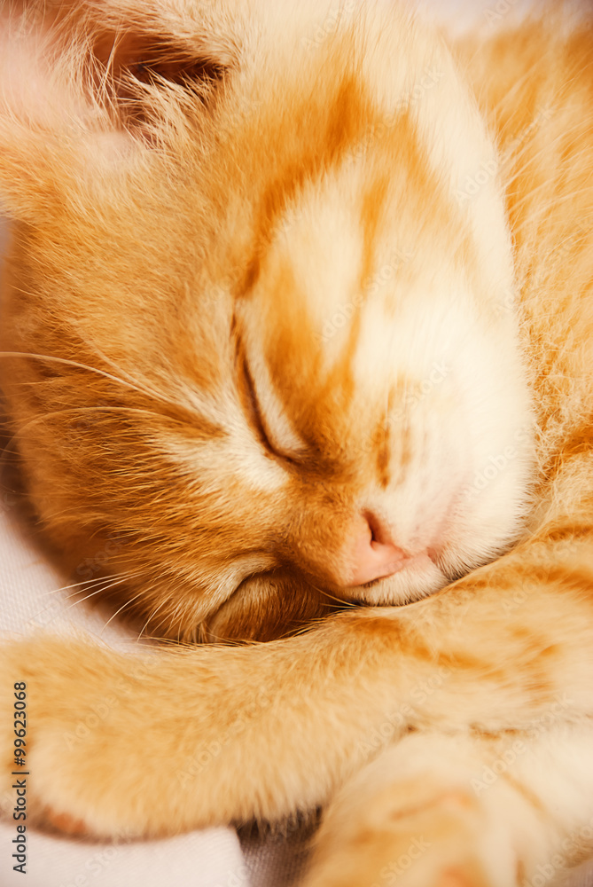 Cute ginger baby cat sleeping