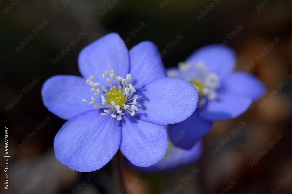 Leberblümchen, Hepatica blumen Leberblümchen, Hepatica blumen