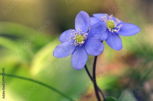 Bild auf Leinwand Leberblümchen, Hepatica blumen