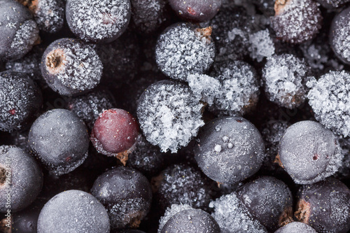 Black currant with ice