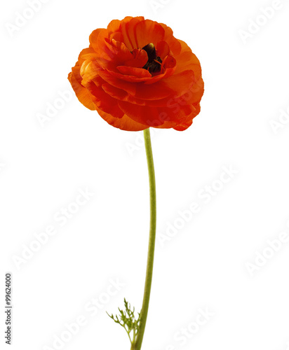 Red Anemone coronaria on a white background