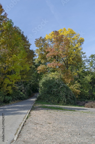 Color trees in autumn, Pancharevo, Bulgaria