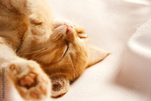 Fototapeta Naklejka Na Ścianę i Meble -  Cute ginger baby cat sleeping