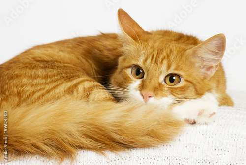 Fototapeta ginger cat looking