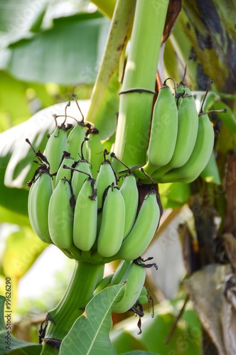 close up green banana tree in fruit garden photo