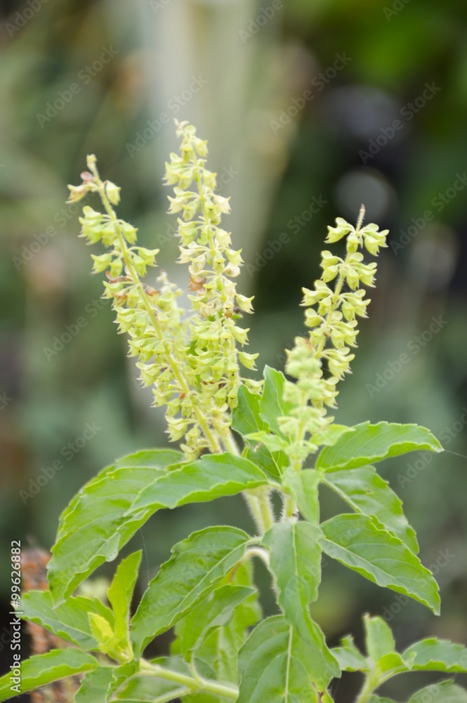 sweet basil tree in vegetable garden sweet basil tree in vegetable garden