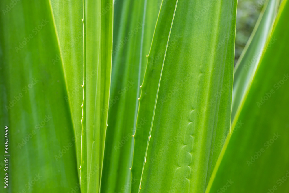 Fundo verde com planta.