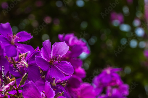 Quaresmeira.  Tibouchina granulosa 