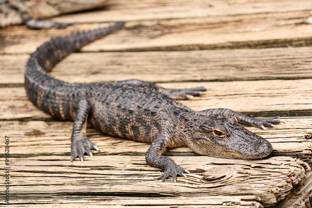Fototapeta premium Baby alligator resting on a wooden plank.