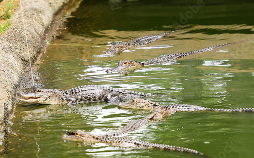 Feeding alligators in a closed water pool with a pole.
