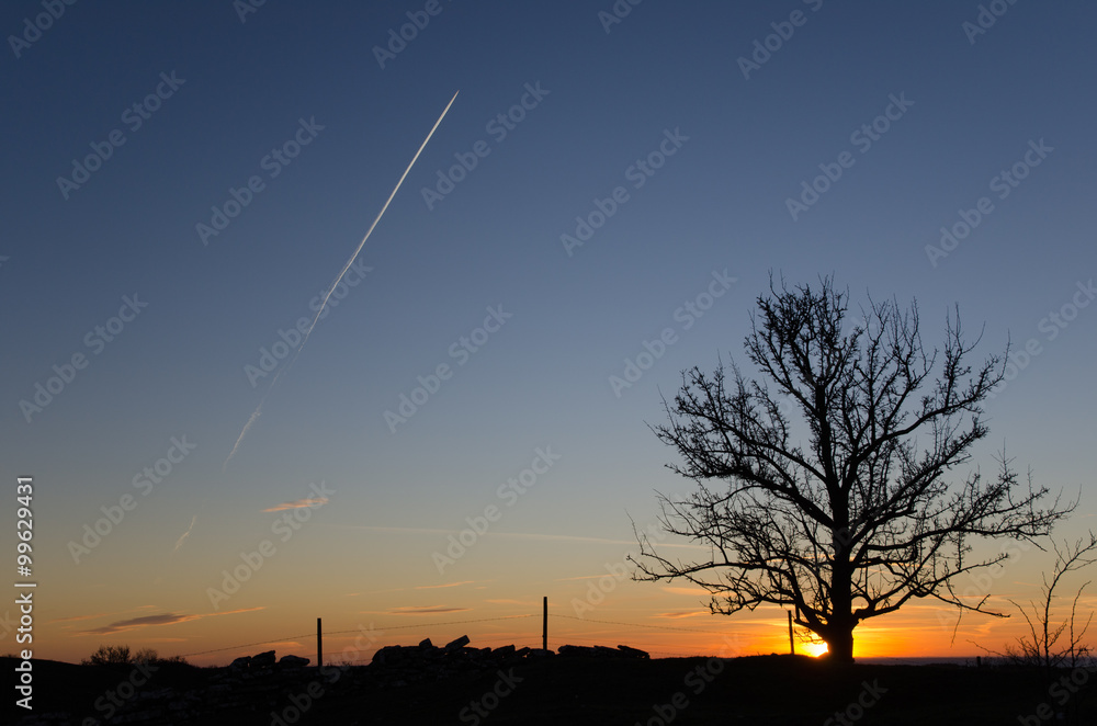 Naklejka premium Silhouette of a lone tree by a fence with a stone wall by sunset