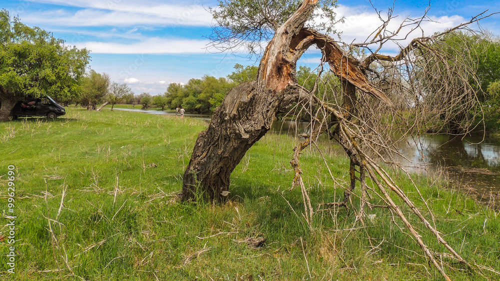 Fototapeta premium Tree
