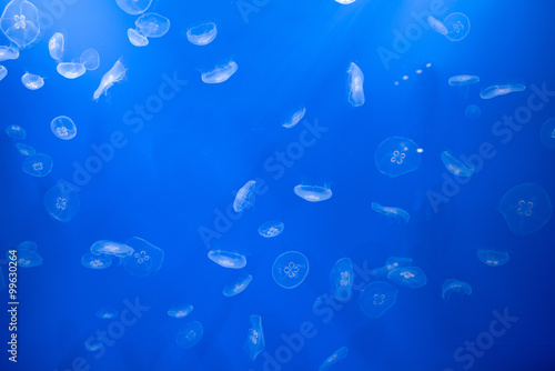 Jelly fish on blue background ミズクラゲの群れ 青い背景