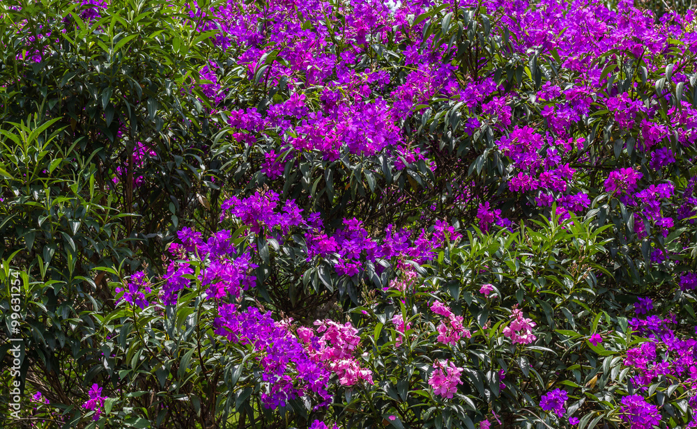 Obraz premium Quaresmeira. (Tibouchina granulosa)