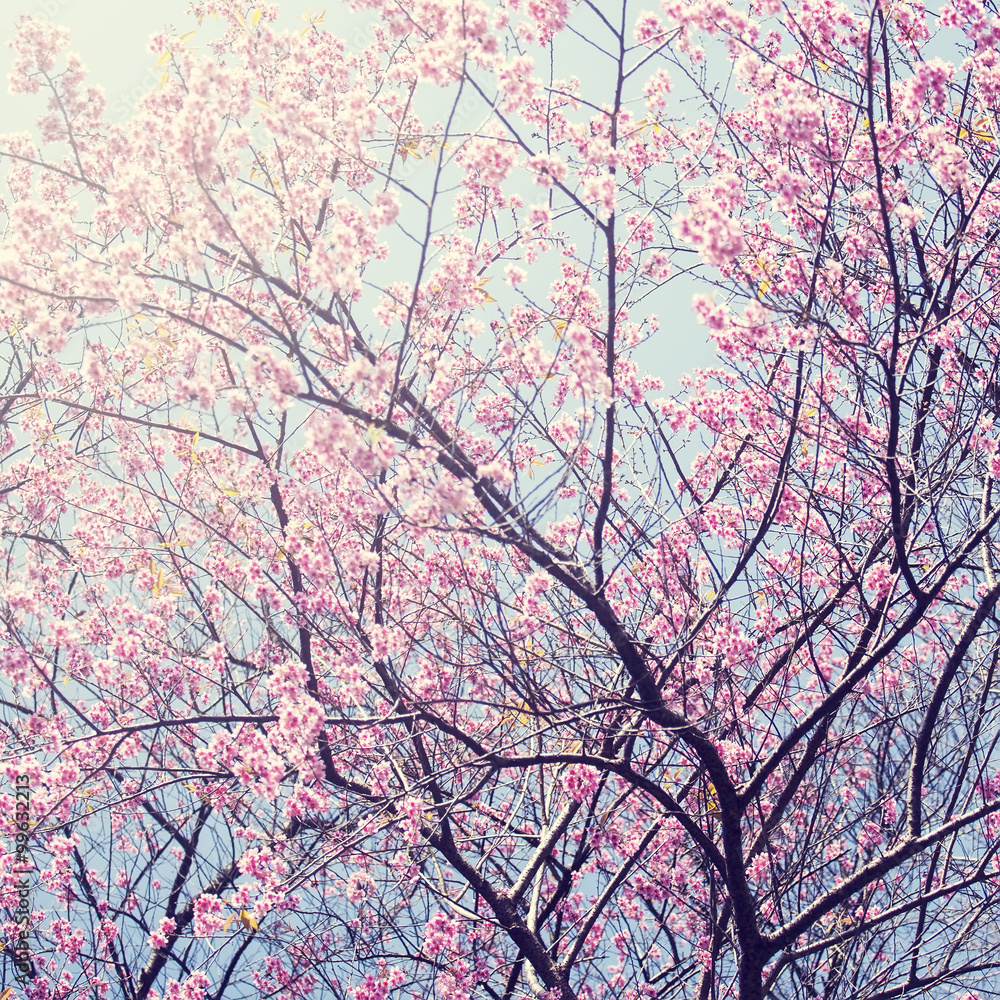 Sakura in winter at Doi Kunwang, Chaingmai , Thailand. Vintage f Sakura in winter at Doi Kunwang, Chaingmai , Thailand. Vintage f