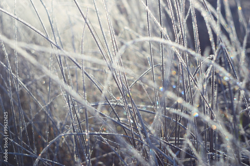 brilliant and fabulous frost