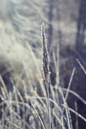 brilliant and fabulous frost