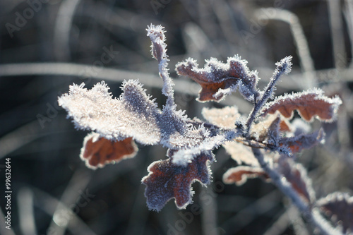 brilliant and fabulous frost