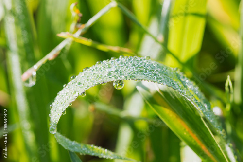 green grass leaves with dew drops