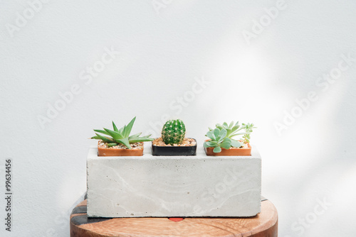 Ccactus in pots closeup with nature light on white wall backgrou photo