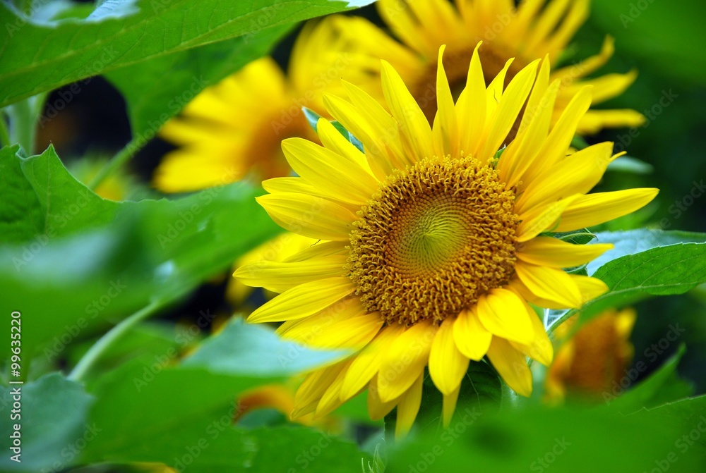 Obraz premium Beautiful sunflowers