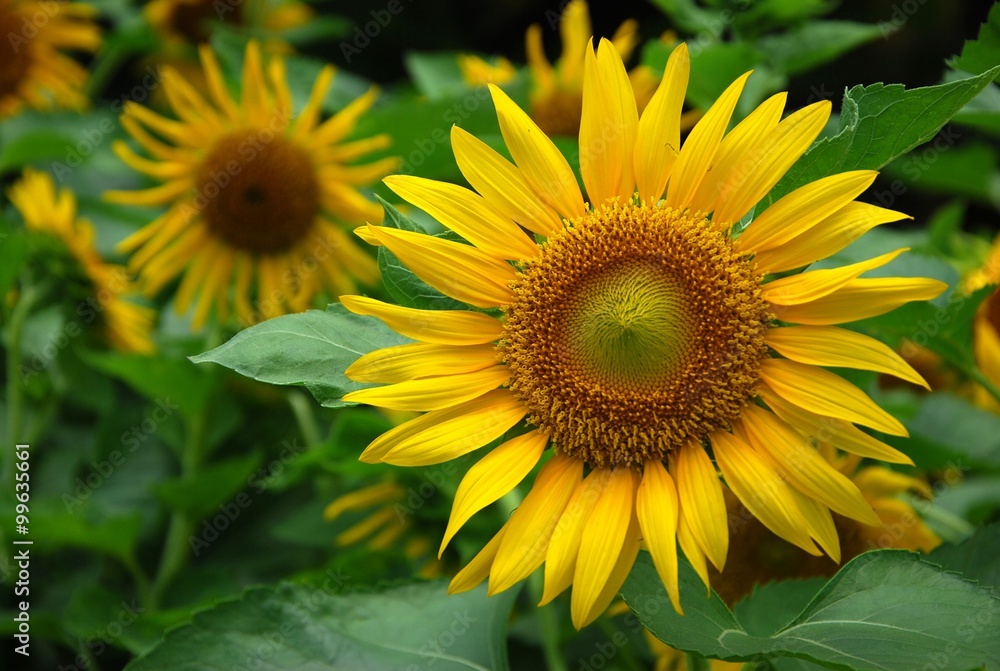 Beautiful sunflowers