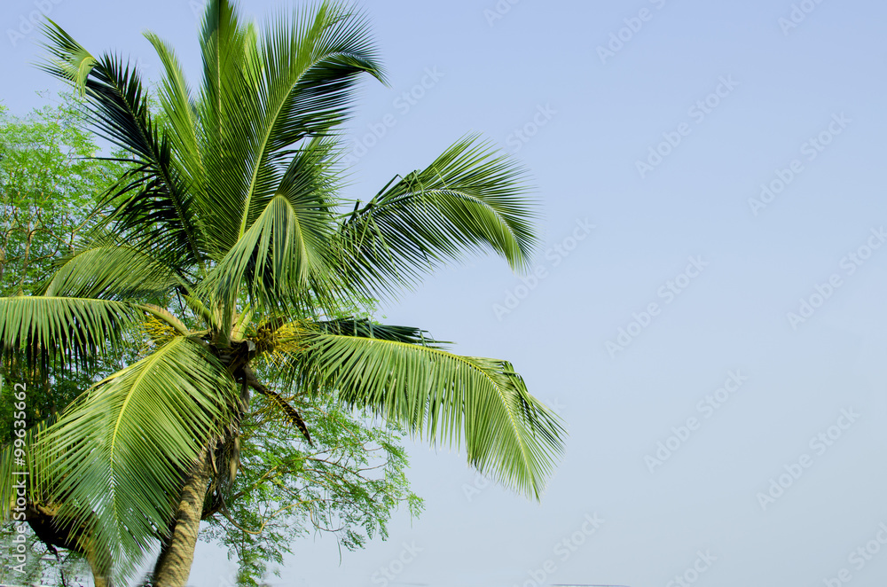palm grove in India 