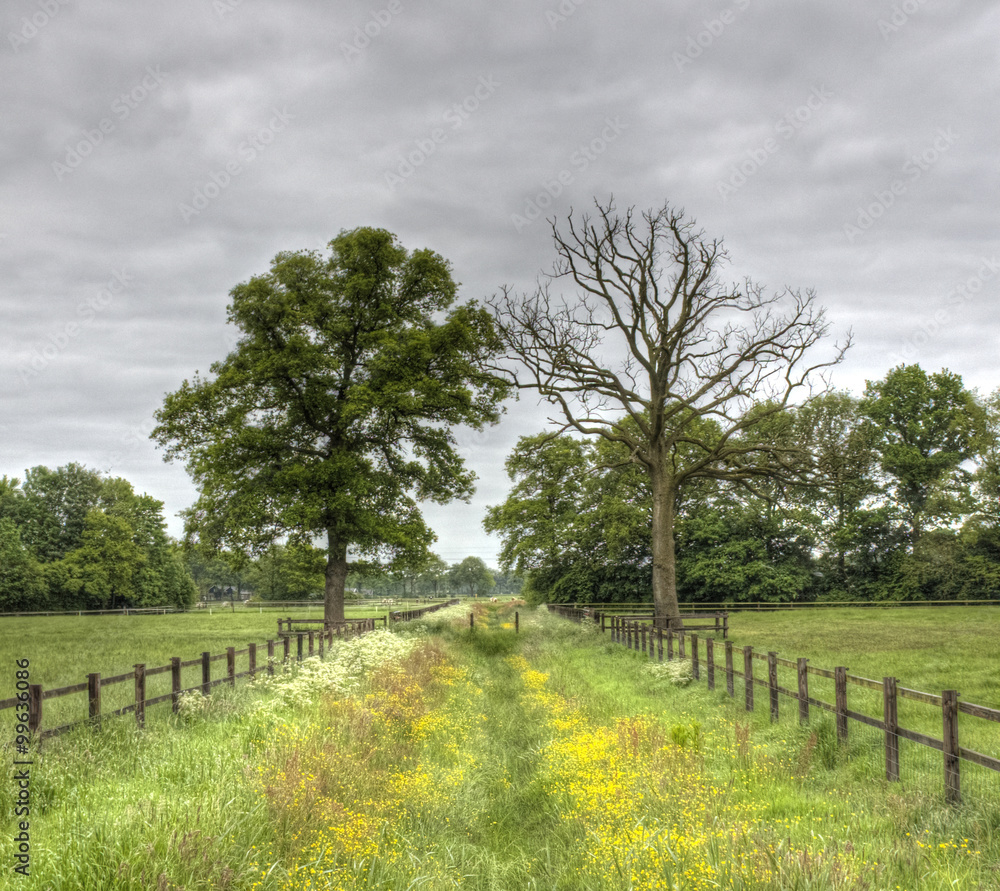 Obraz premium Trees in the field