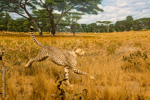 Cheetah in Grasslands