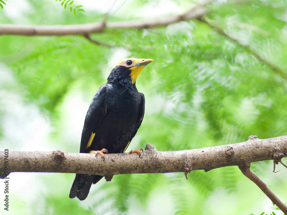 Fototapeta premium Bird golden-crested myna.