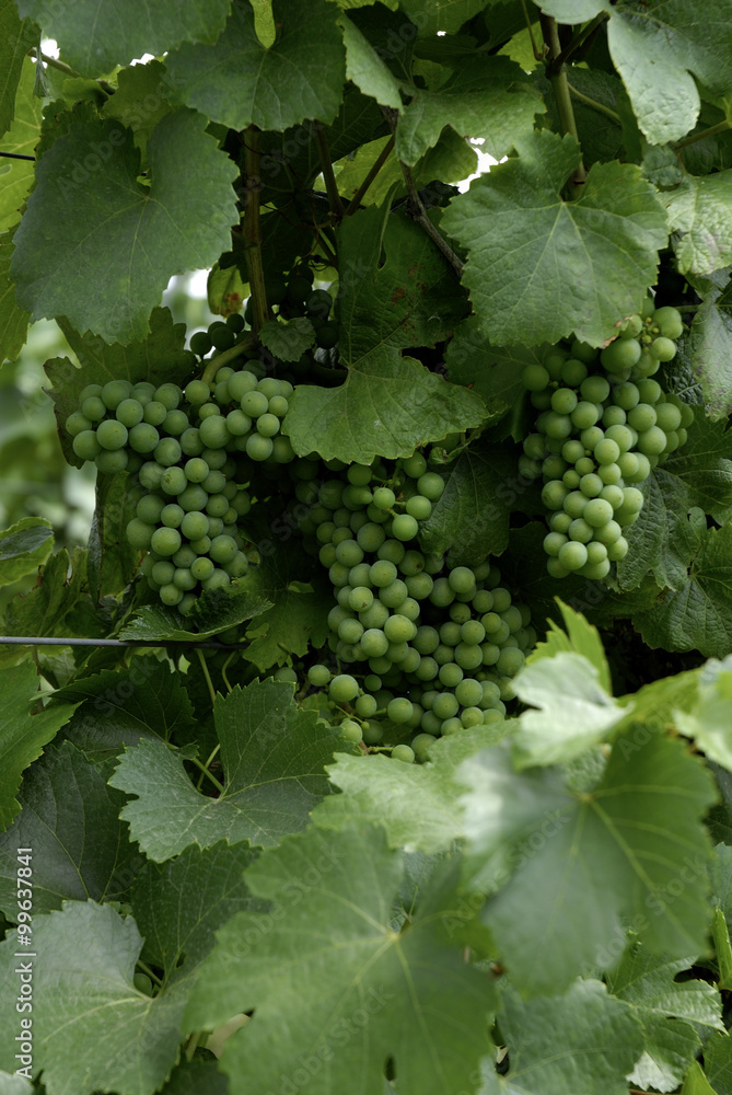 Vineyard,
Grape plantation Vineyard,
Grape plantation