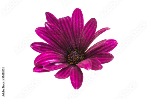 Fototapeta Naklejka Na Ścianę i Meble -  Osteospermum Daisy or Cape Daisy Flower Flower