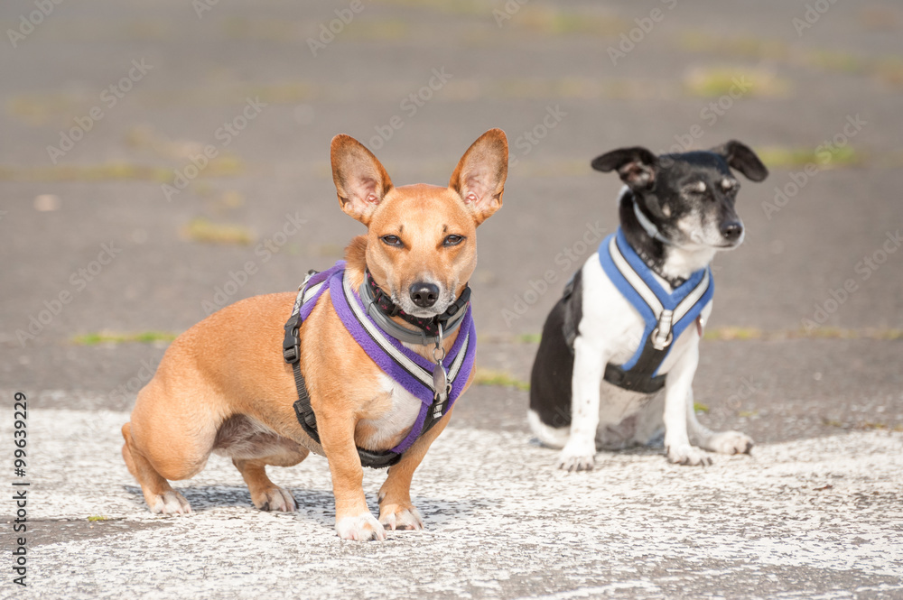 two terrier dogs in walking harnesses