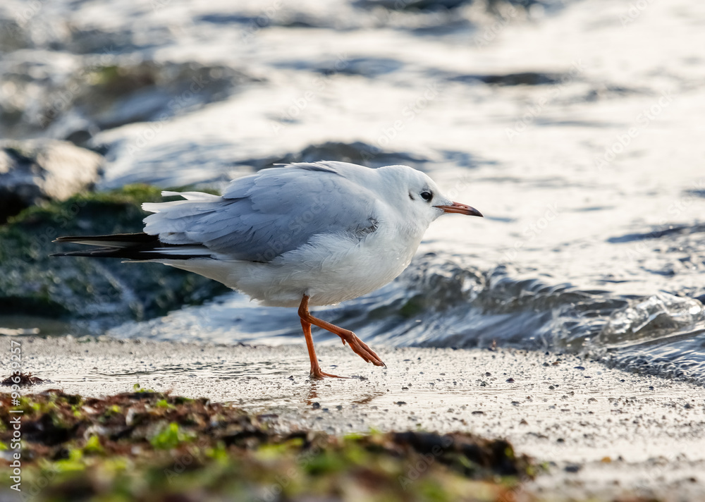 Black-headed gull (Chroicocephalus ridibundus) Black-headed gull (Chroicocephalus ridibundus)