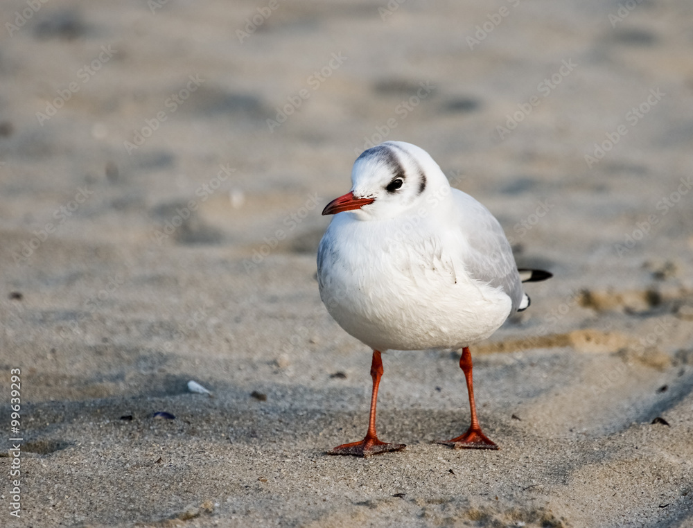 Black-headed gull (Chroicocephalus ridibundus) Black-headed gull (Chroicocephalus ridibundus)