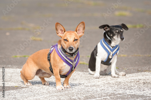two terrier dogs in walking harnesses
