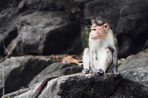 Canvas Print Goan Monkey