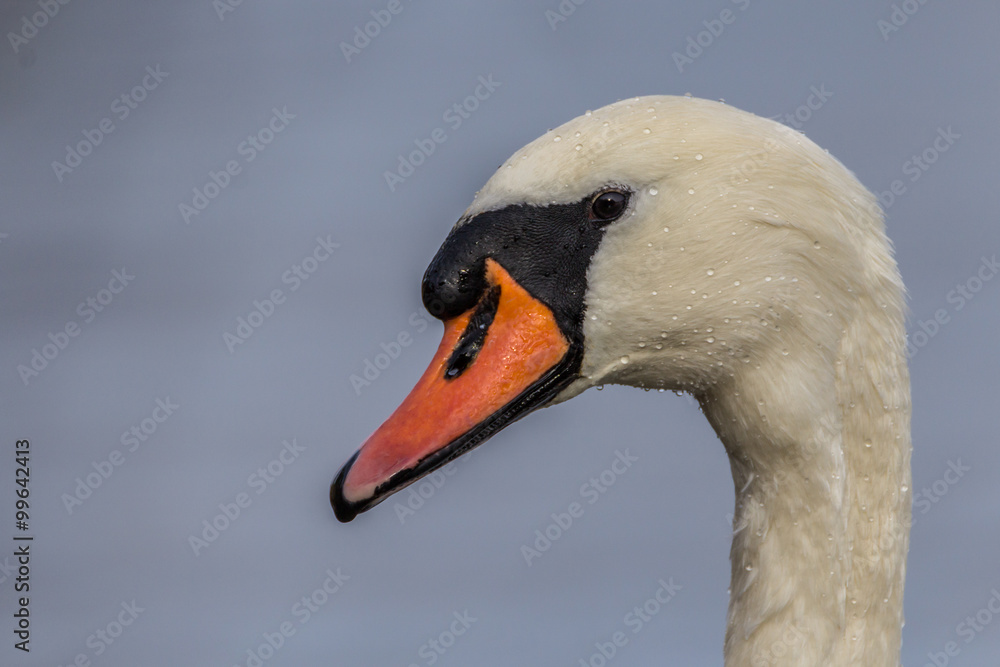 Obraz premium Höckerschwan