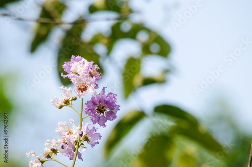 Tabaek is beautiful bunches of pink flowers. photo