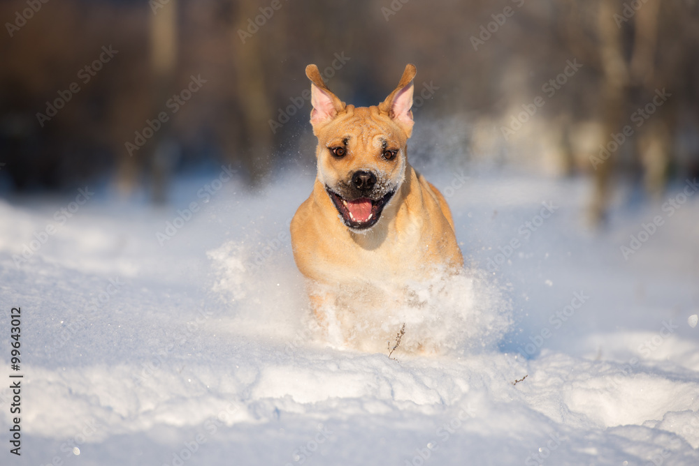 happy ca de bou dog running in snow happy ca de bou dog running in snow