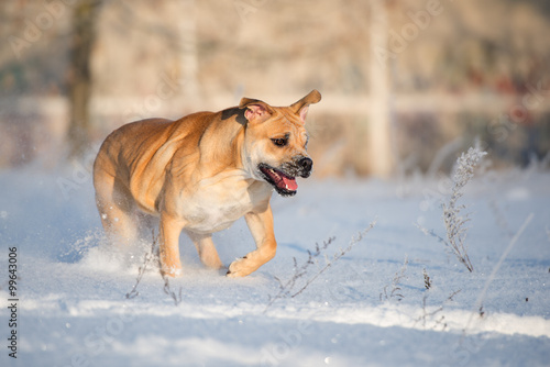 fawn ca de bou dog running outdoors in winter photo