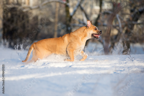 happy ca de bou dog running outdoors in winter © otsphoto
