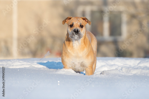 beautiful ca de bou dog outdoors in winter photo