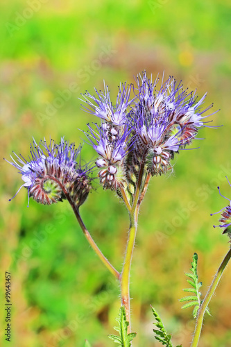 Pyrmolita California Bluebell   Phacelia tanacetifolia Benth.  