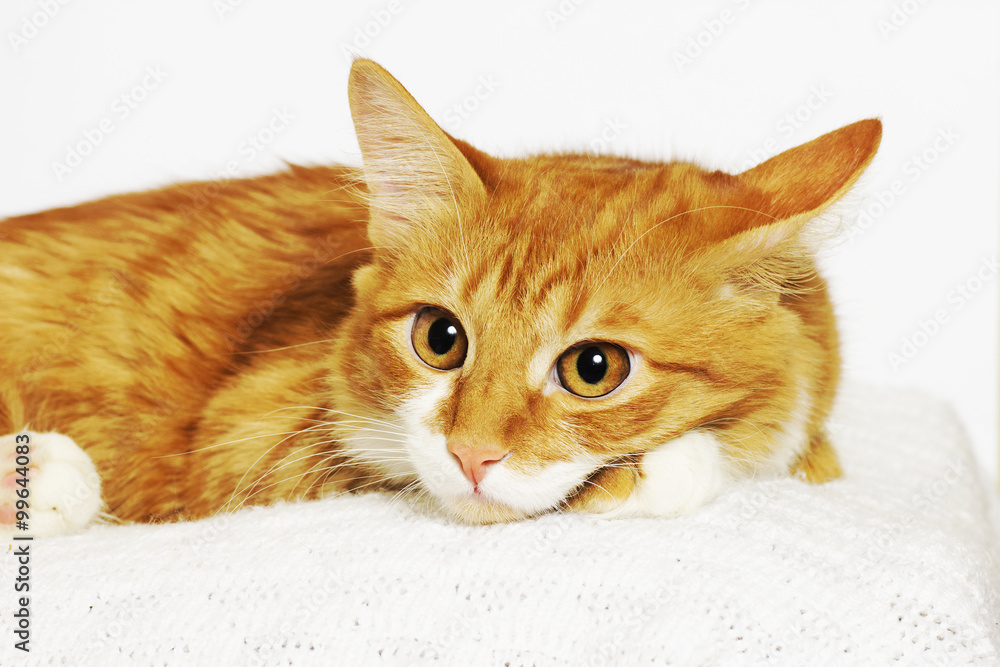 ginger cat looking