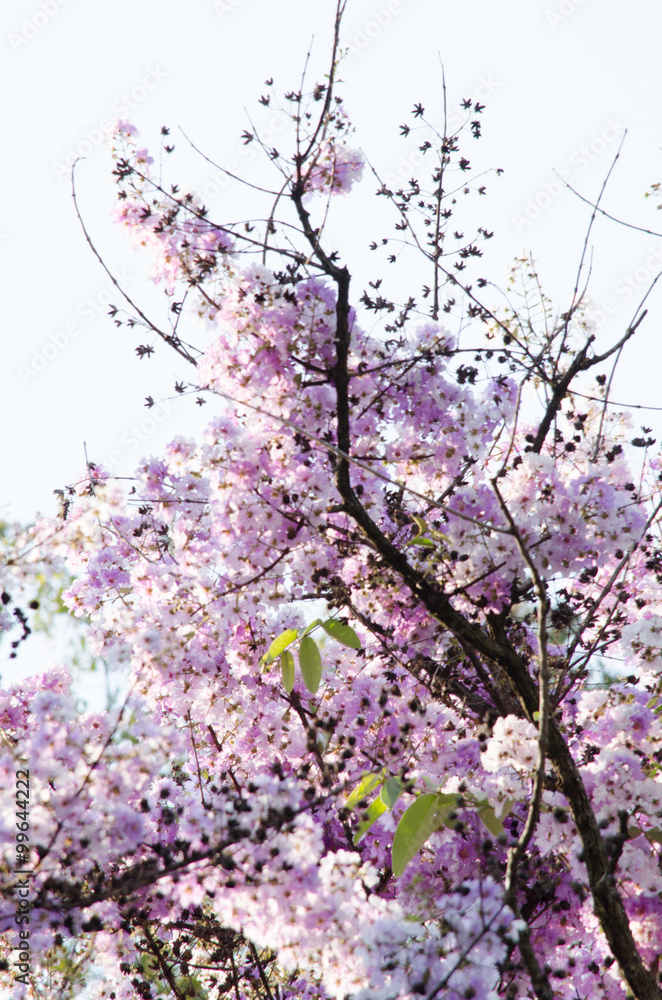 Tabaek is beautiful bunches of pink flowers. Tabaek is beautiful bunches of pink flowers.