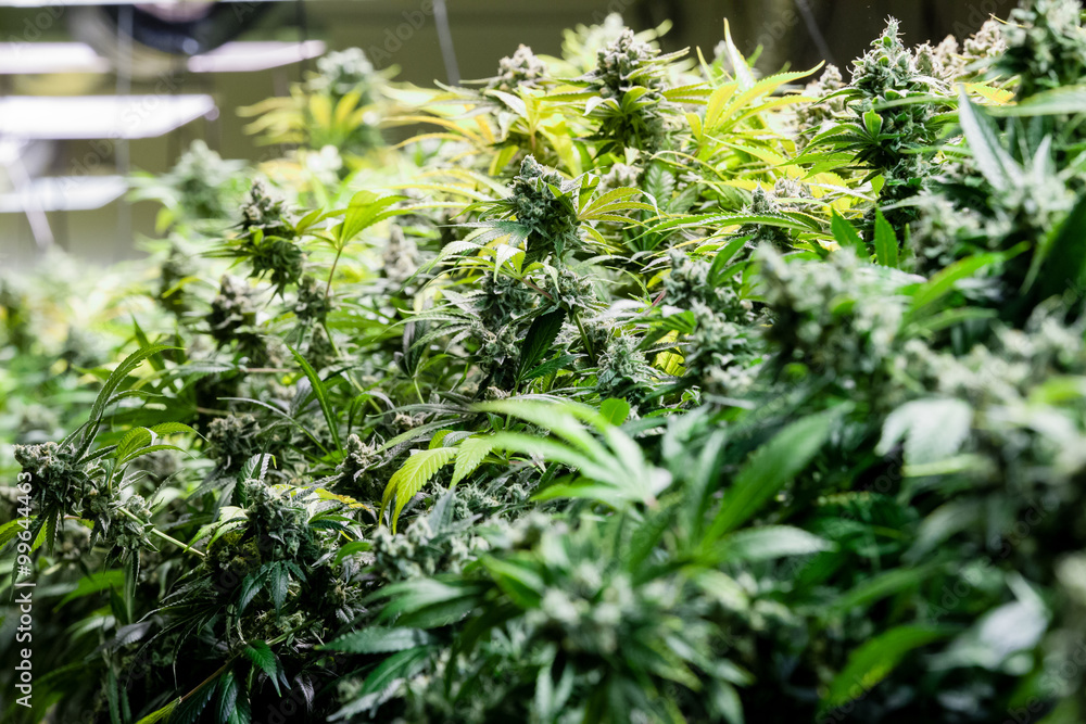 Sea of green marijuana plants Stock Photo Adobe Stock