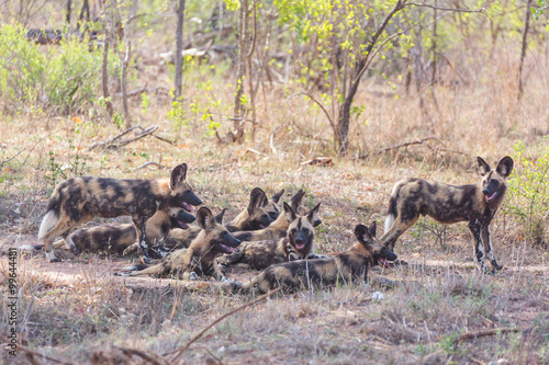 African Wild dogs. Kruger National Park. South Africa