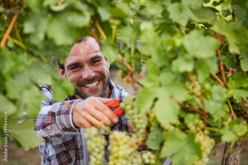 Fotografi Smiling winemaker harvesting grapes